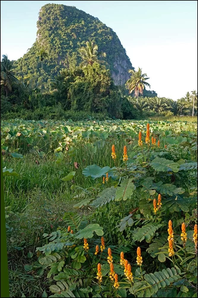 22-1331 Blommor och berg PHL.webp