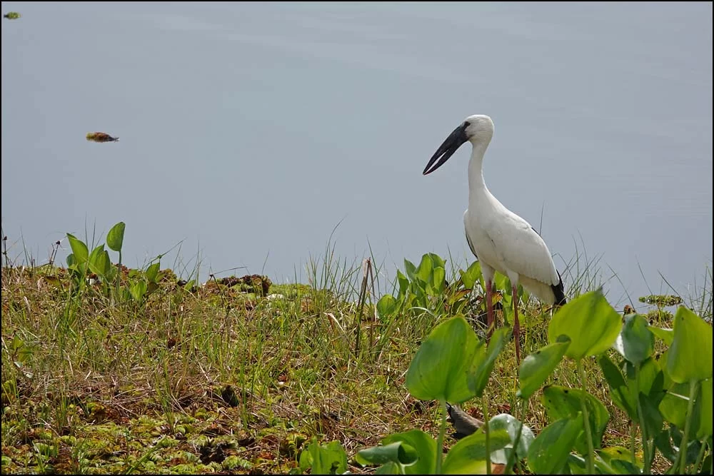 22-1340 Stork, Thale Noi PHL.webp