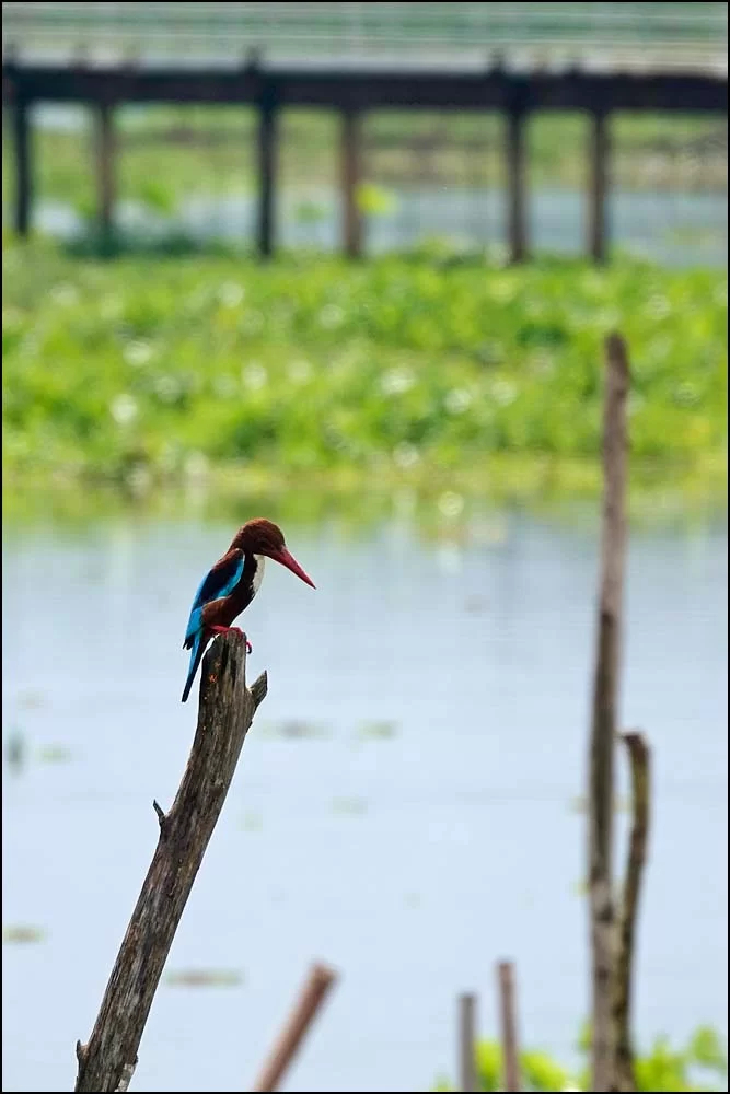 22-1345 Kungsfiskare, Thale Noi PHL.webp