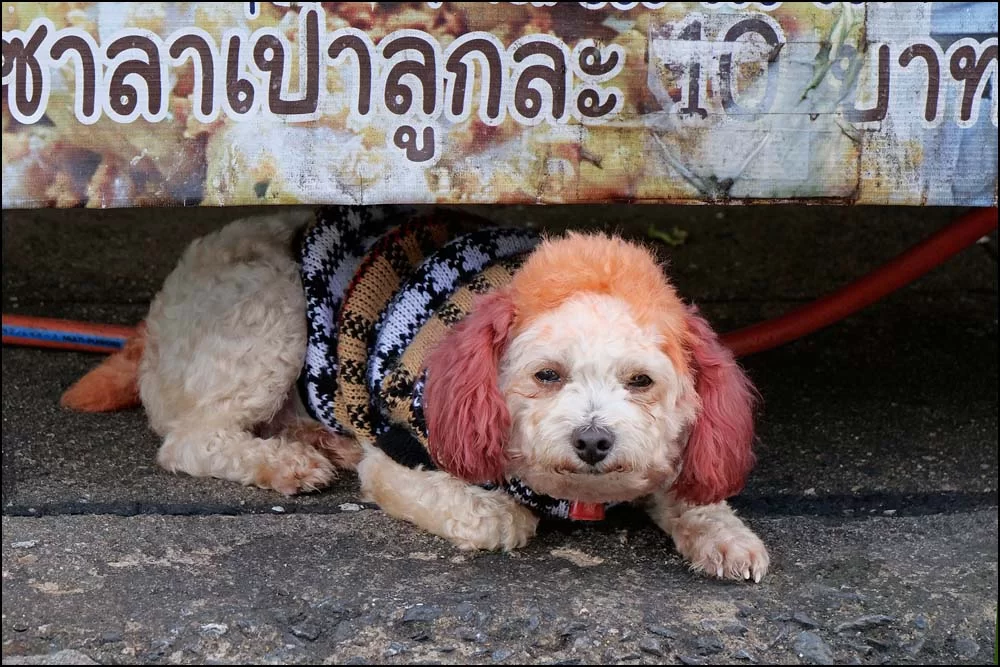 22-1355 Målad pudel PHL.webp