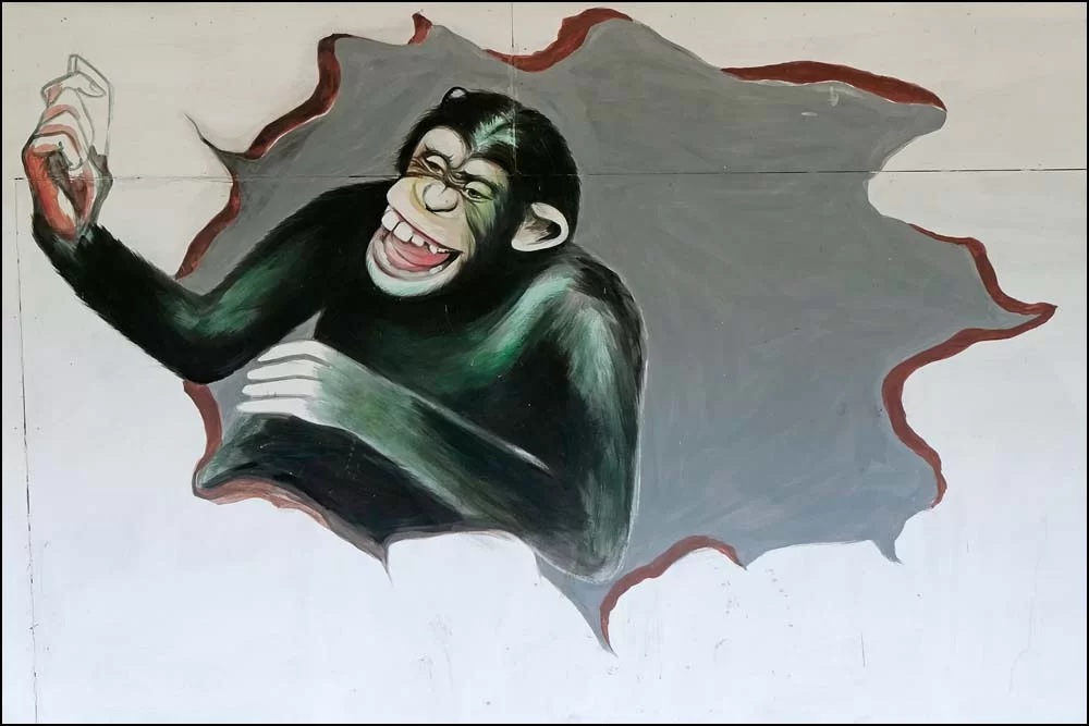 22-1356 Grafitti, Schimpans PHL.webp