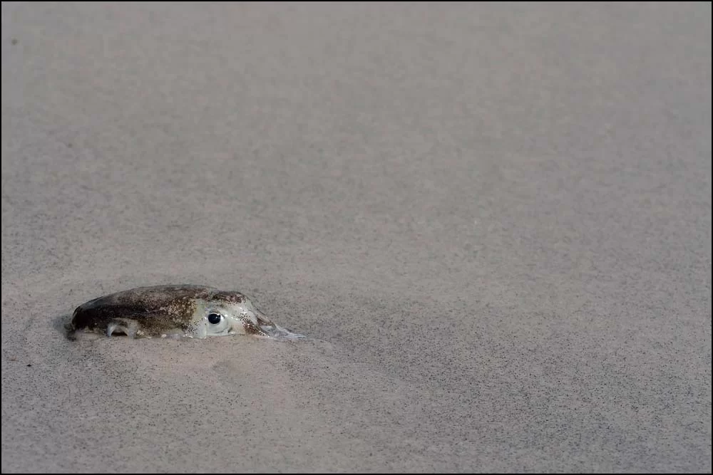 22-1375 Strandad bläckfisk PKK.webp