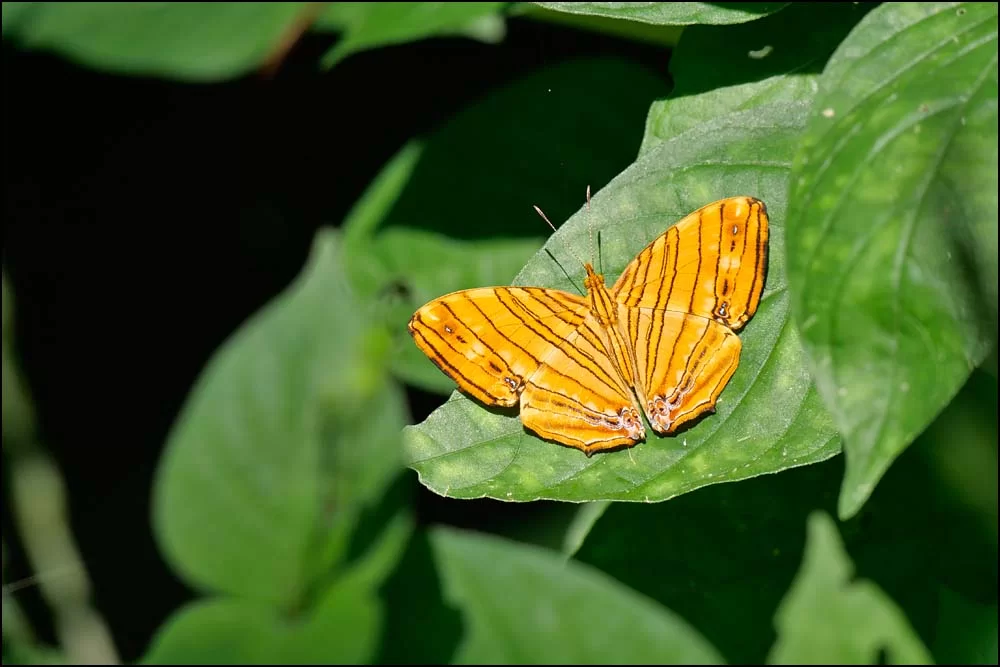 22-1385 Orange fjäril CHM.webp