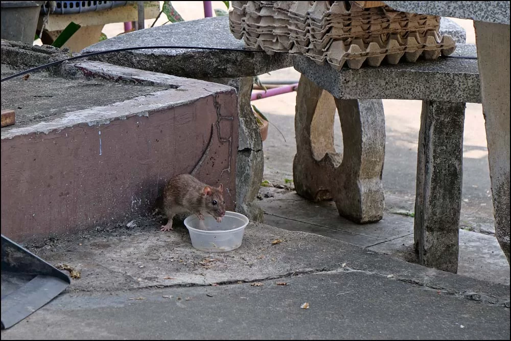 22-1426 Råttan knycker kattmat CHR.webp