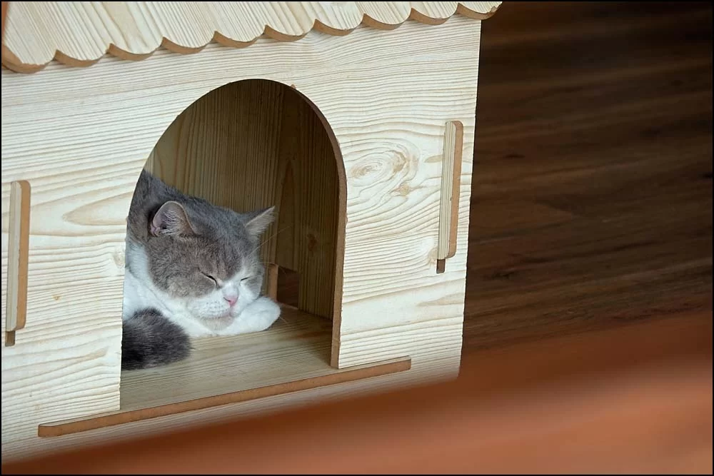 22-1437 Katt i koja CHR.webp