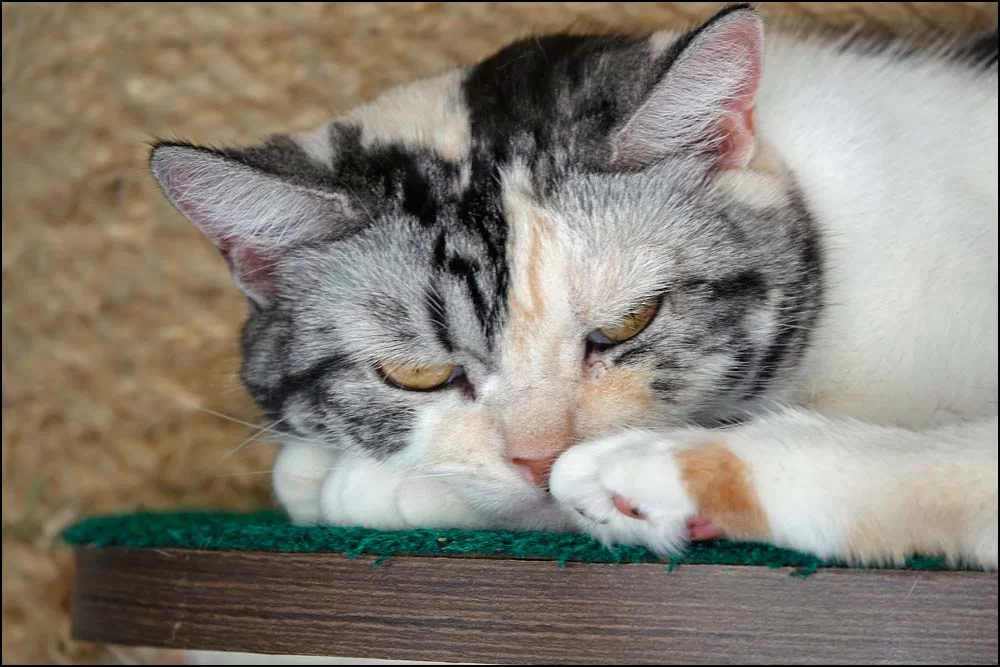 22-1438 Slumrande katt CHR.webp