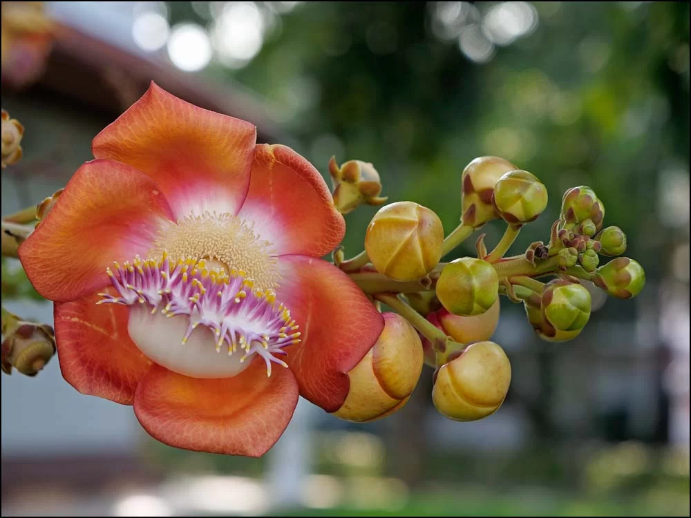 22-1458 Blomma, Cannonball tree PYO.webp