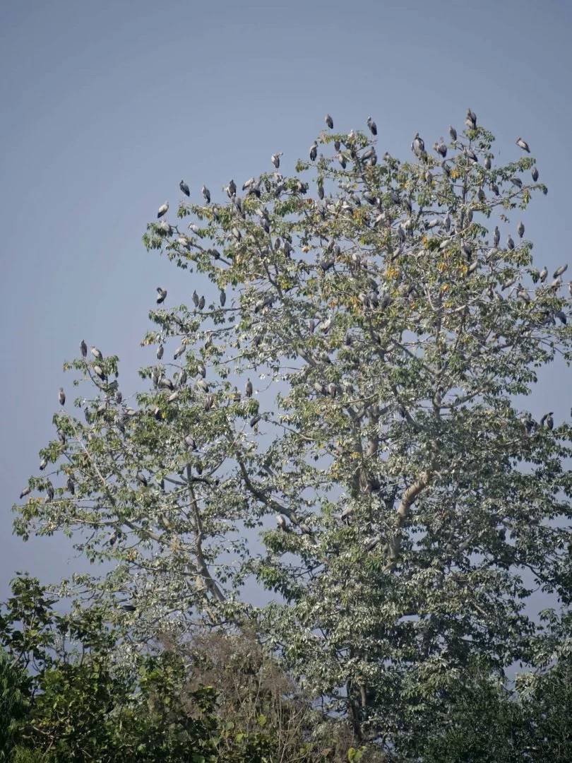 22-1478 Träd med storkar PYO.webp