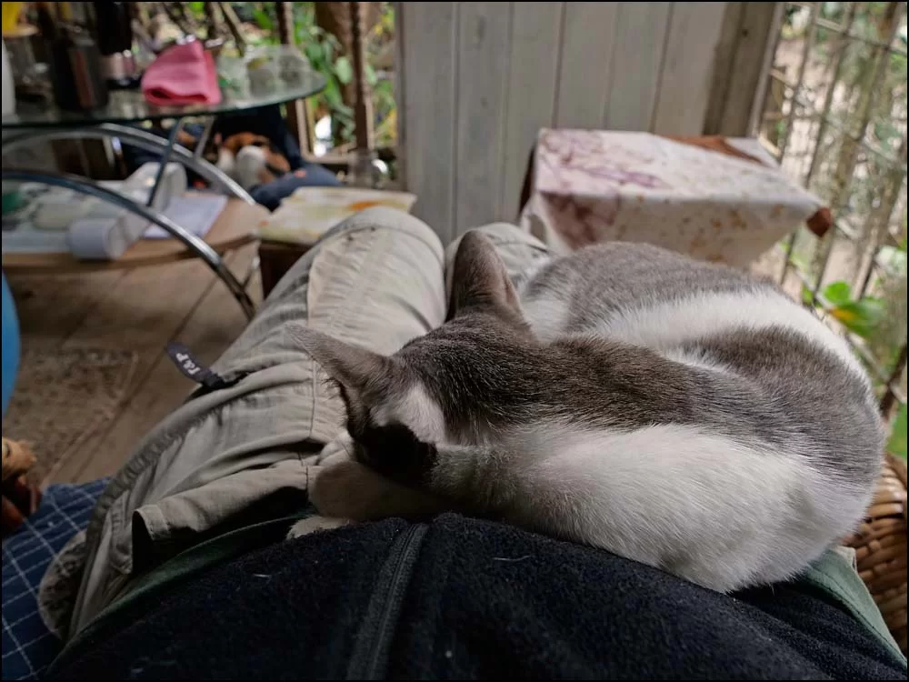 22-1506 Mems knäkatt NAN.webp