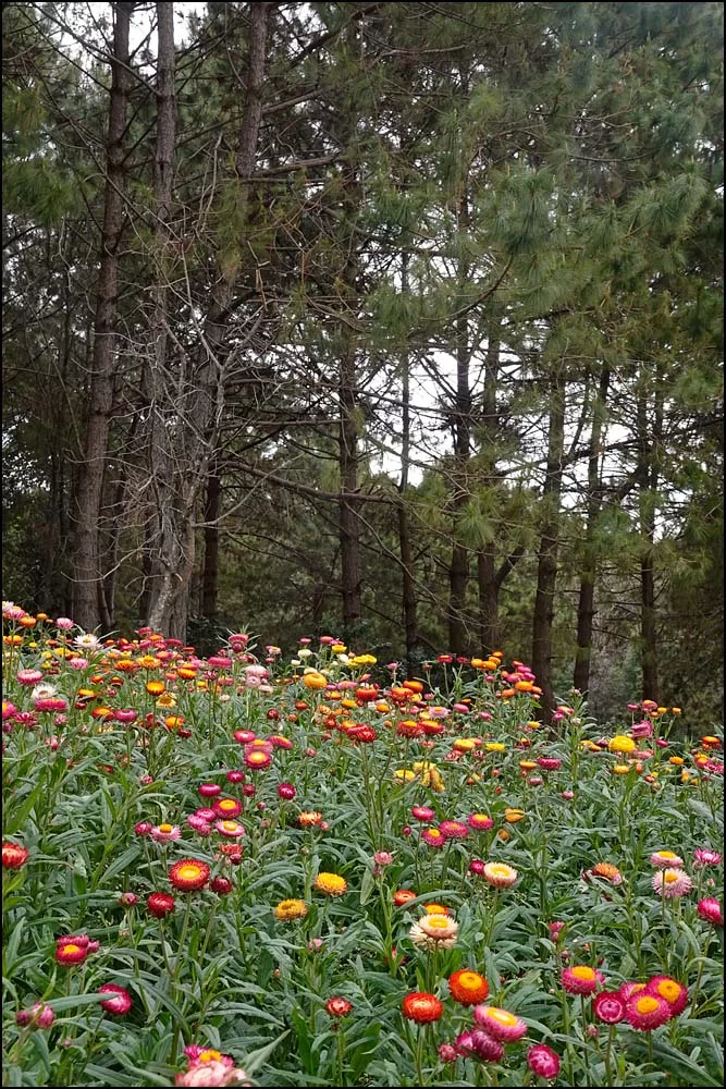 23-0043 Eterneller, Phu Hin Rong kla park PSL.webp