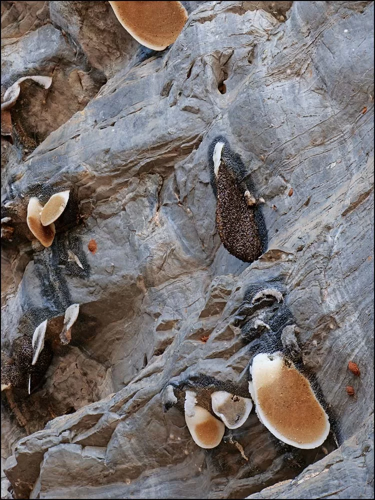 23-0146 Vildbin, Tham Si Fah TAK.webp