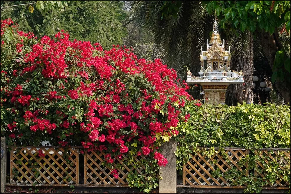 23-0301 Bougainvillea och andehus PYO.webp