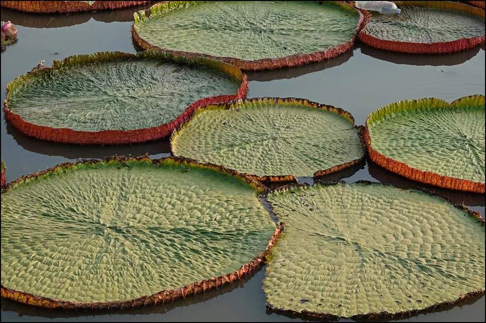 23-0304 Stora näckrosblad PYO.webp