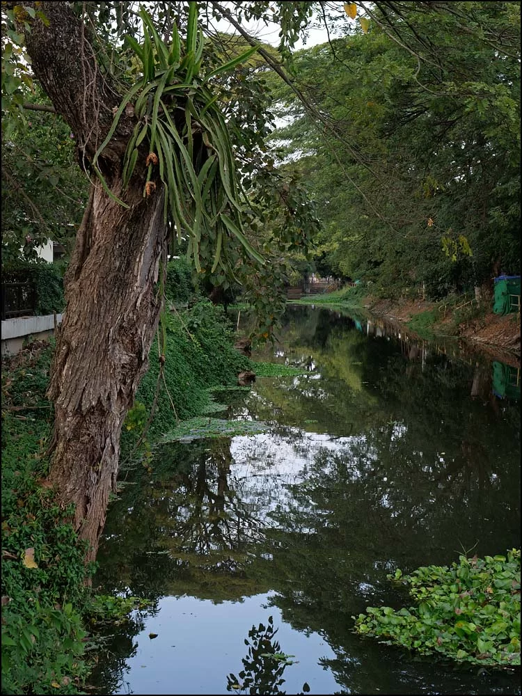 23-0324 Å, Dok Kham Tai PYO.webp