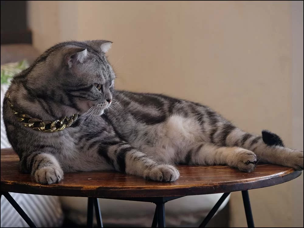 23-1068 Katt på café CHR.webp