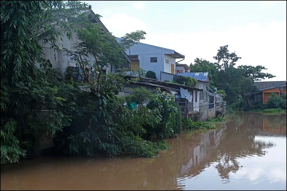 23-1129 Å, Dok Kham Tai PYO.webp