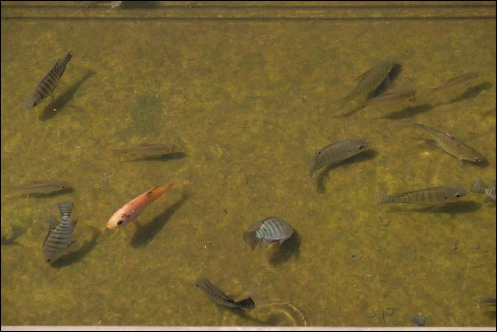 23-1166 Småfisken samlas på den översvämmade trappan PYO.webp