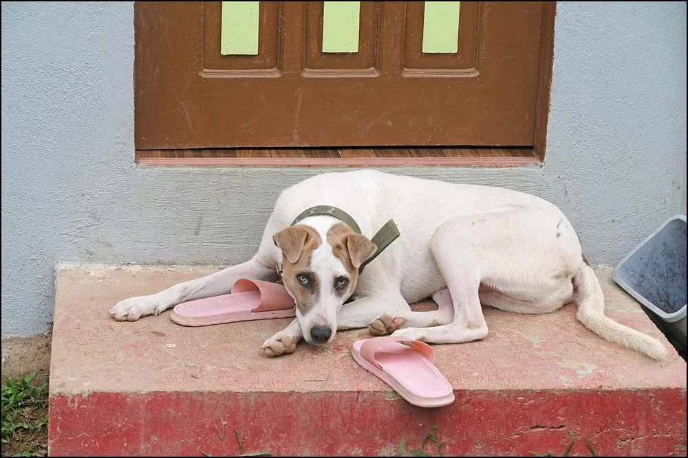 23-1249 Bruno CEB.webp