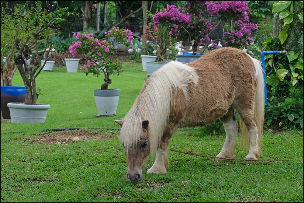 23-1276 Shetlandsponny på Milk Farm CEB.webp
