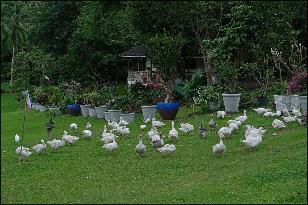 23-1280 Ankor och gäss, Milk Farm CEB.webp