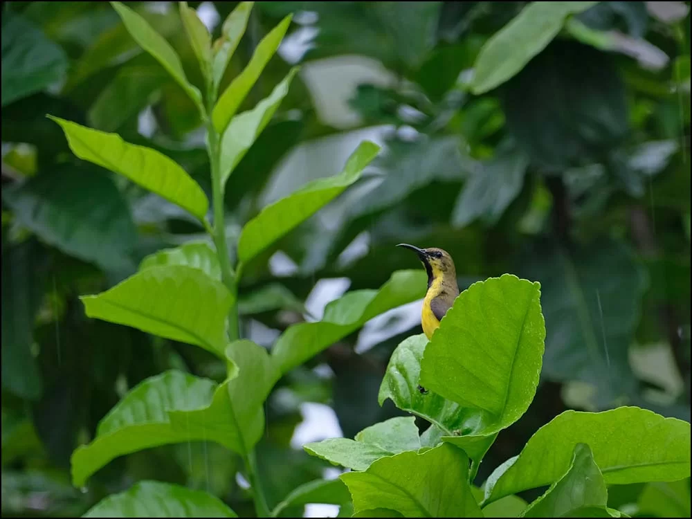 23-1286 Sunbird CEB.webp