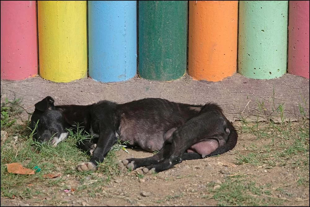 23-1340 Sovande skolracka CEB.webp