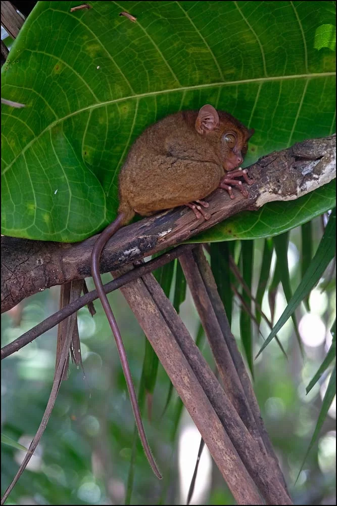 23-1385 Tarsier, Bilar BOH.webp