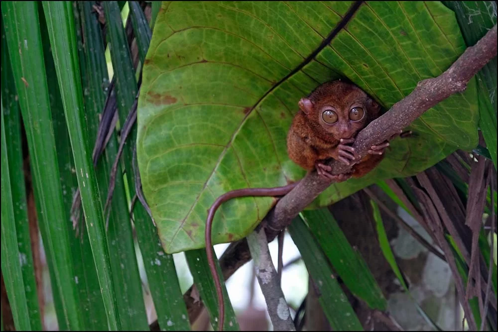 23-1387 Tarsier, Bilar BOH.webp