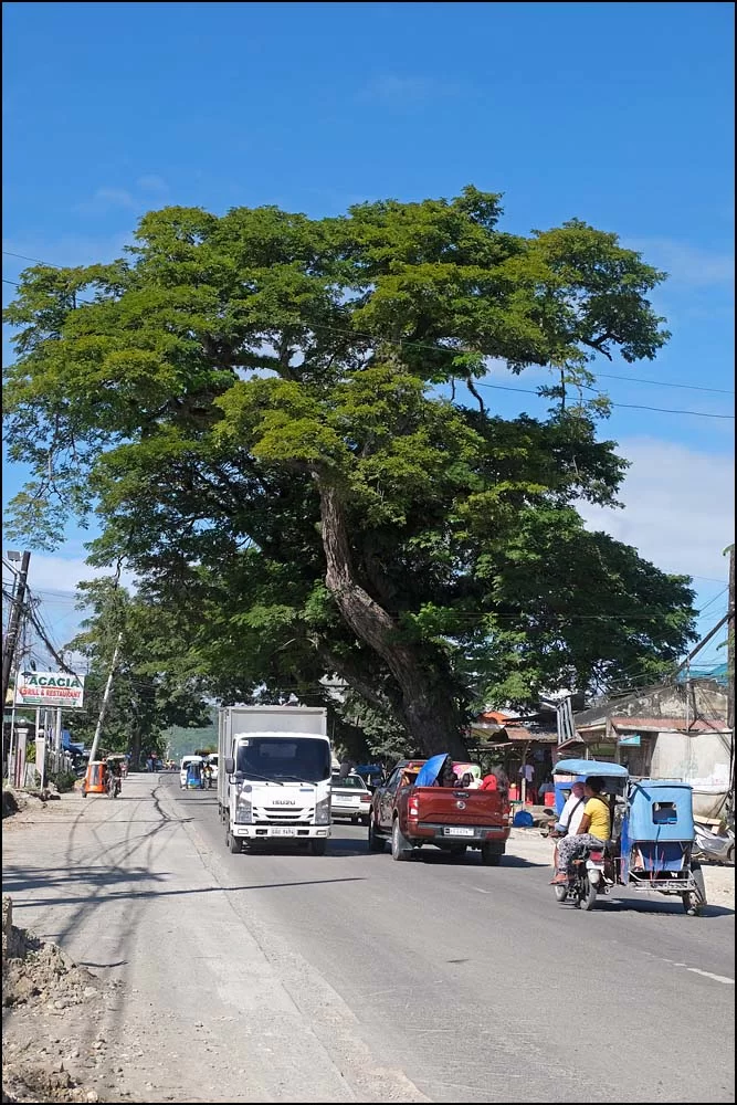 23-1412 Acaciaträd, Carcar CEB.webp