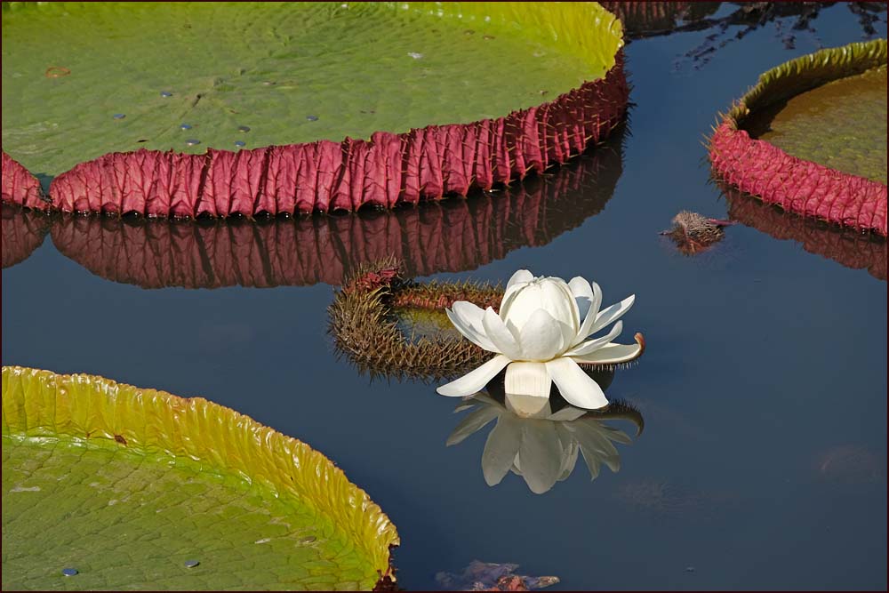 23-1639 Blommande jättenäckros PYO.jpg