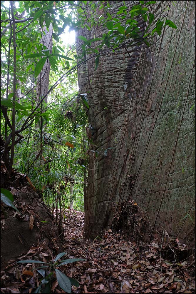 24-0280 Lodrät klippvägg, Wat Tham Khom BUK.jpg