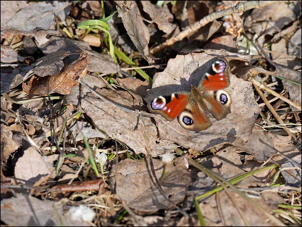 24-0450 Påfågelöga, stigen mot fågeltornet.jpg