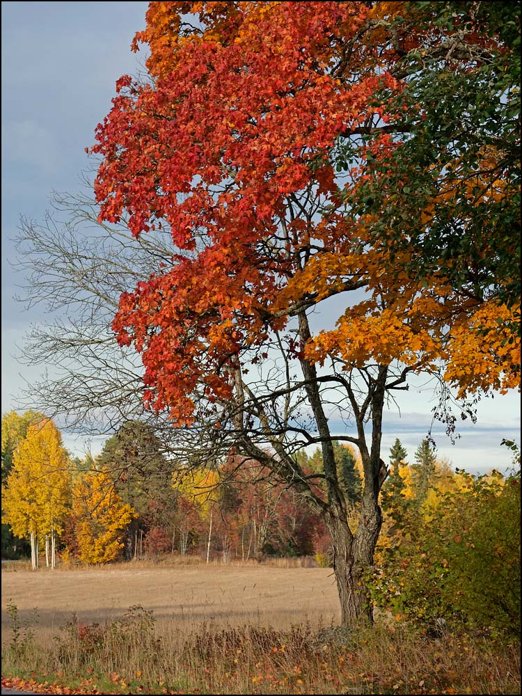 24-1093 Lönn, Hille.jpg