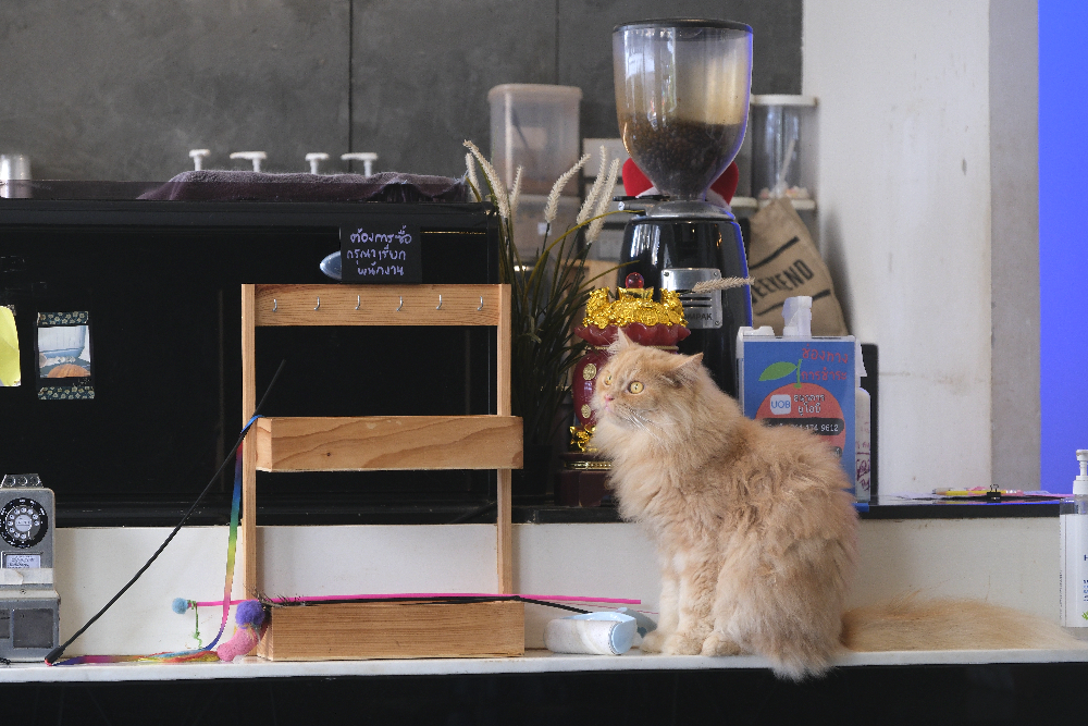 24-1162 På kattcafé CHR.JPG