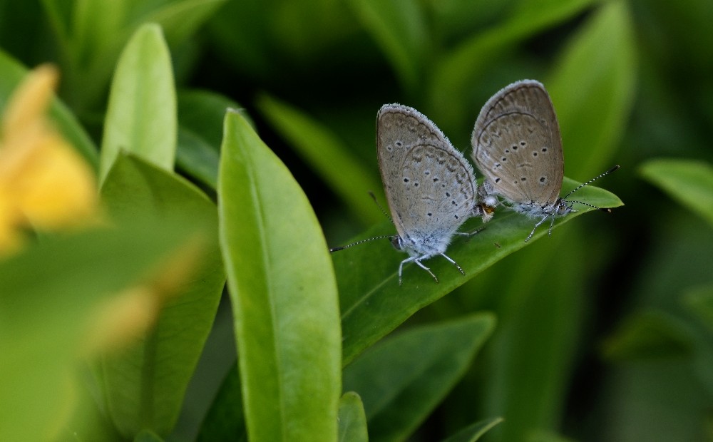 24-1179 Blåvingar PYO.JPG