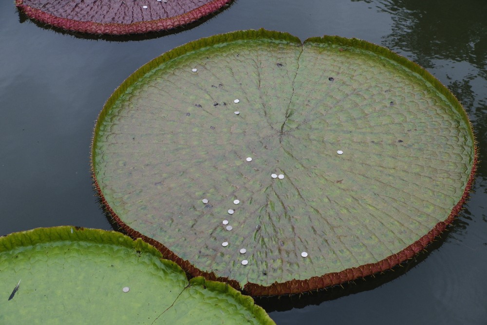 24-1180 Mynt på jättenäckros PYO.JPG