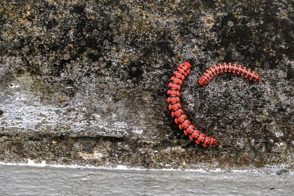 24-1183 Röd-svart mångfoting PYO.JPG