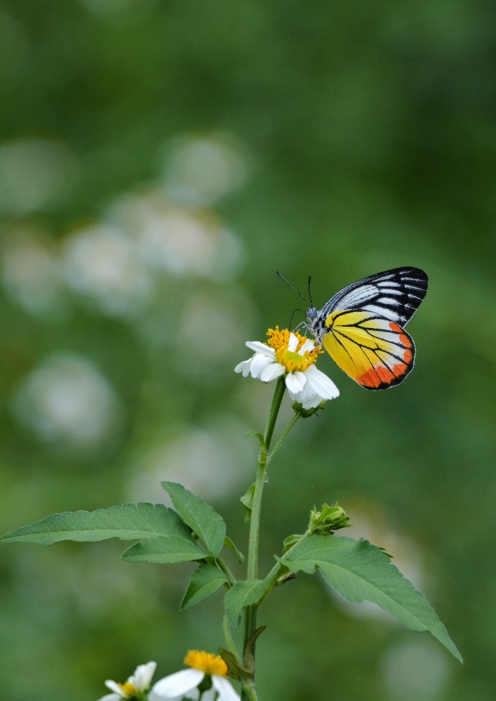 24-1190  Fjäril PYO.JPG