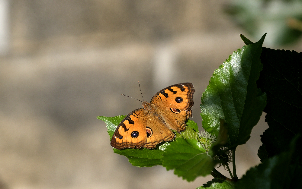 24-1194 Peacock Pansy PYO.JPG