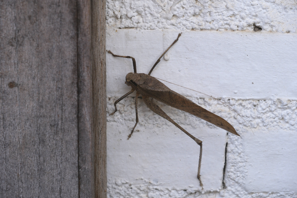 24-1195 Stor gräshoppa PYO.JPG