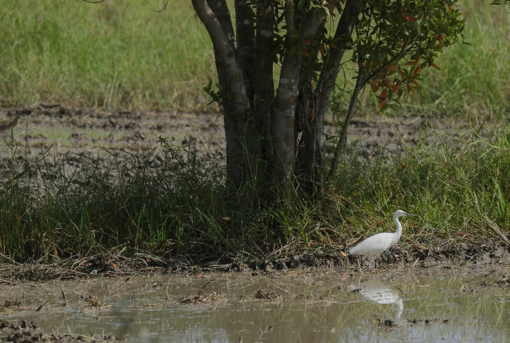 24-1209 Vit häger CHR.JPG