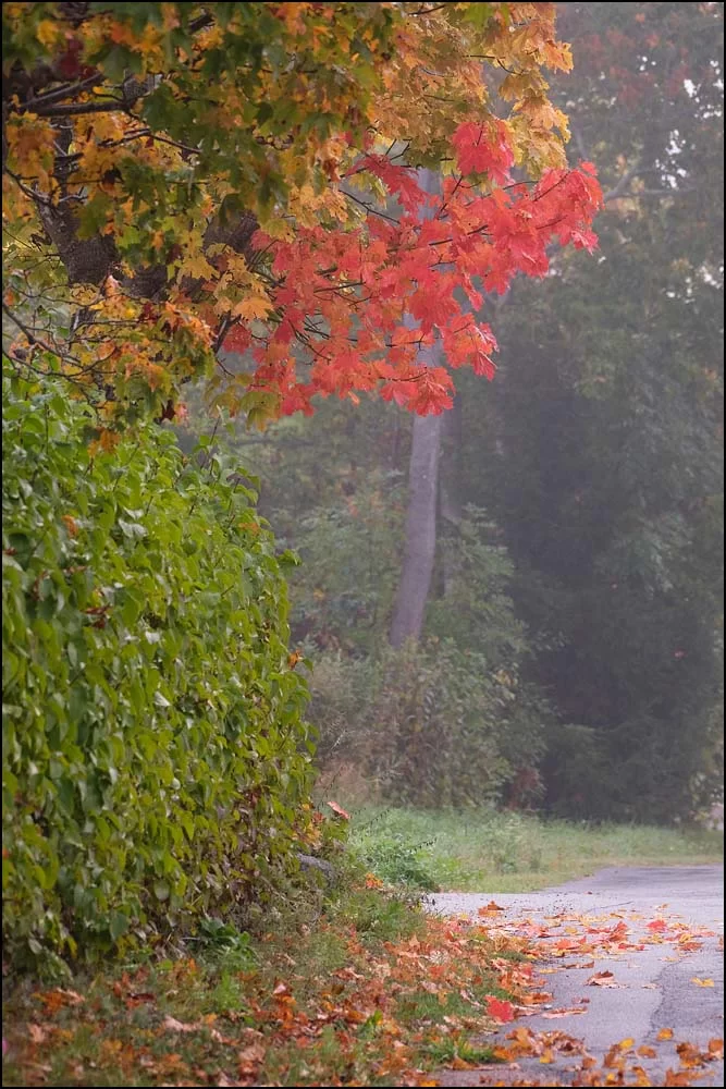 25-0829 Höstlönn i Västerbacken.webp