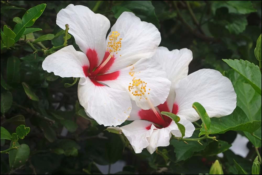 25-0907 Vit hibiskus CHR.webp