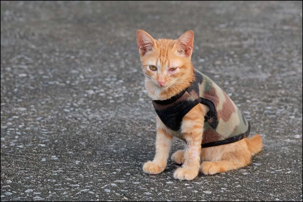 25-0950 Katt, Wat Chetupon CHR.webp