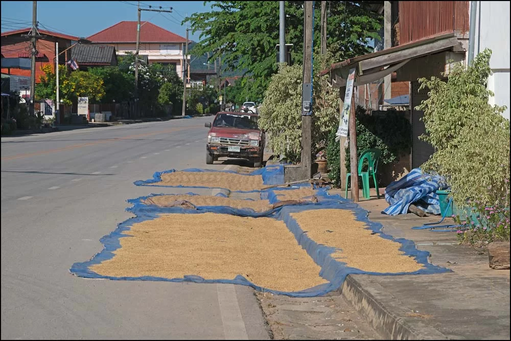 25-0977 Ris torkas på gatan CHR.webp