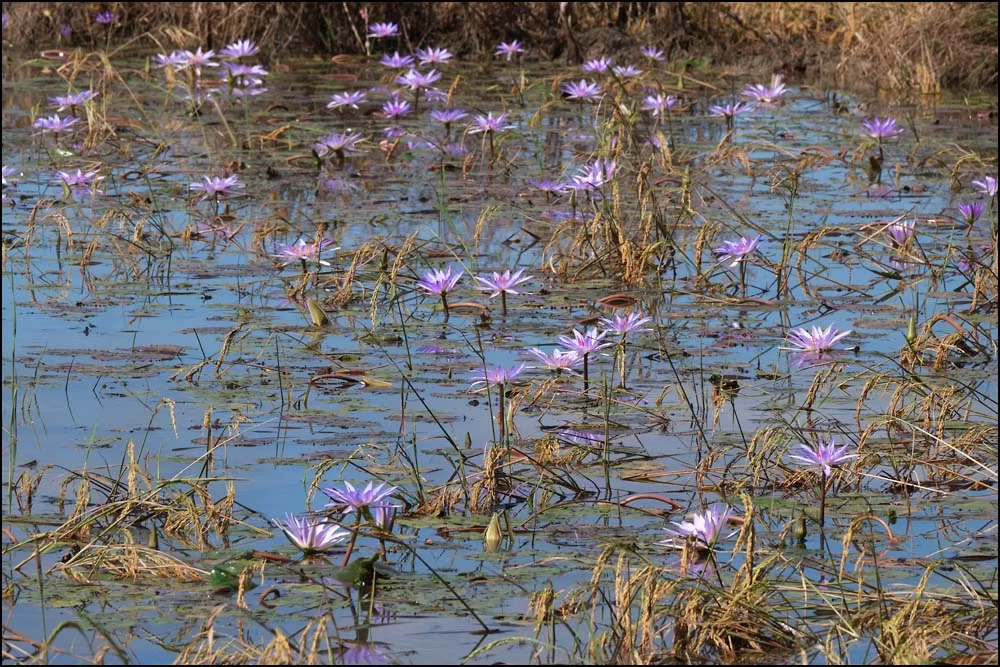 25-1014 Blå näckrosor CHR.webp