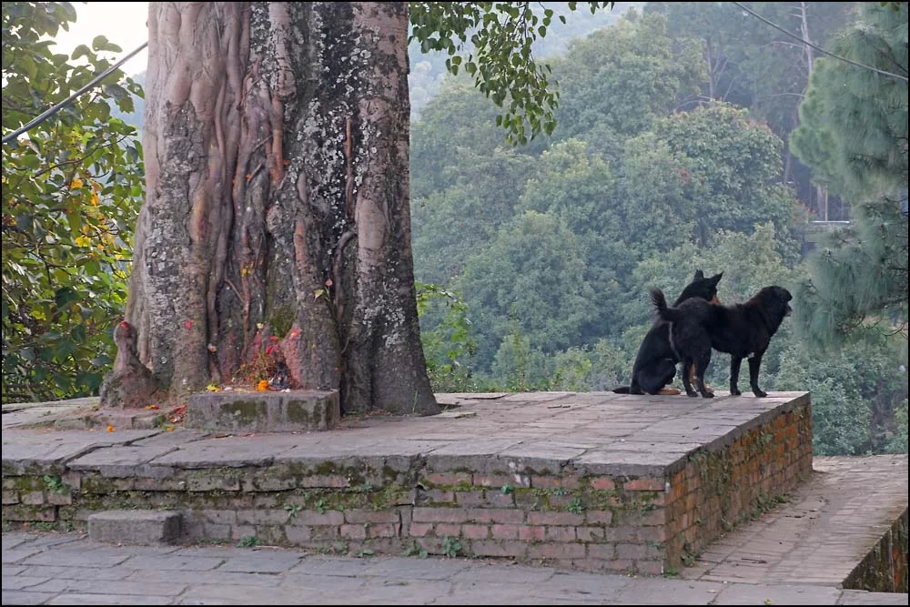 25-1067 Hundar vid tempel, Bakthapur.webp