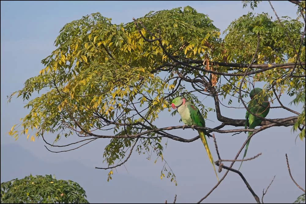 25-1081 Papegojor, Bakthapur.webp