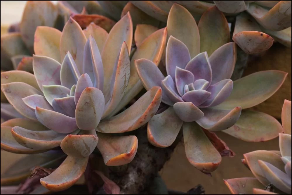 25-1090 Fetbladsväxt.webp