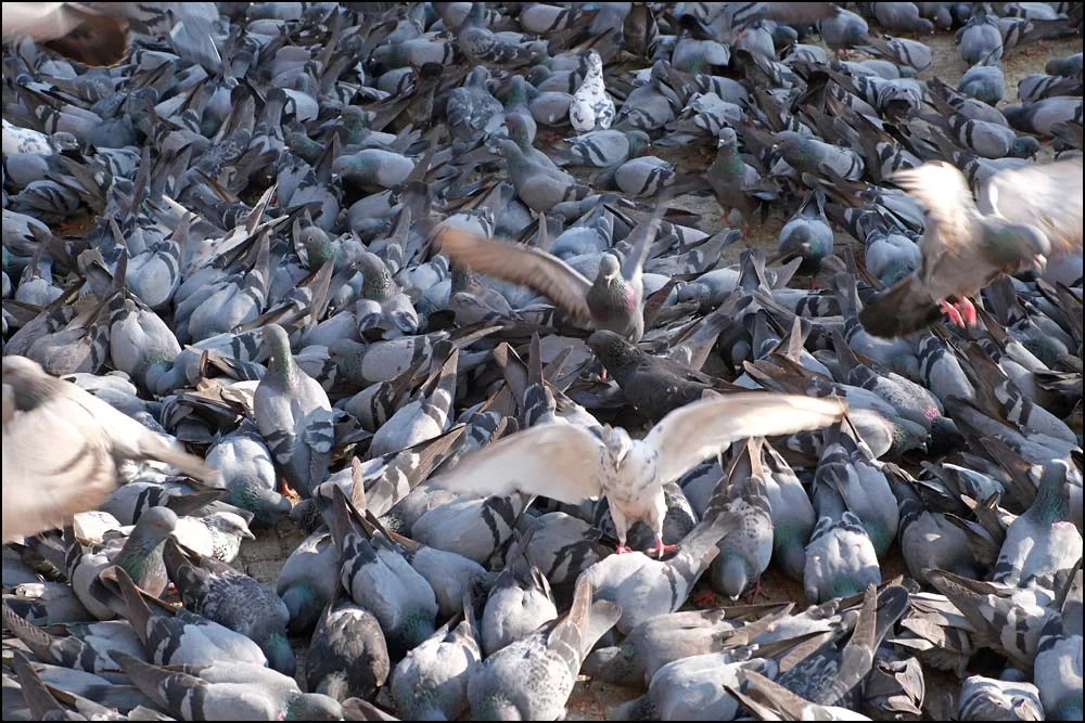 25-1204 Duvor vid Boudhanath KTM.webp